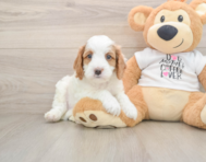 8 week old Cavapoo Puppy For Sale - Pilesgrove Pups