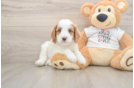 Playful Cavapoodle Poodle Mix Puppy
