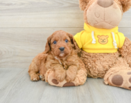 7 week old Cavapoo Puppy For Sale - Pilesgrove Pups