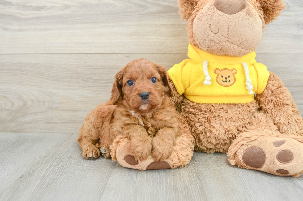 6 week old Cavapoo Puppy For Sale - Pilesgrove Pups