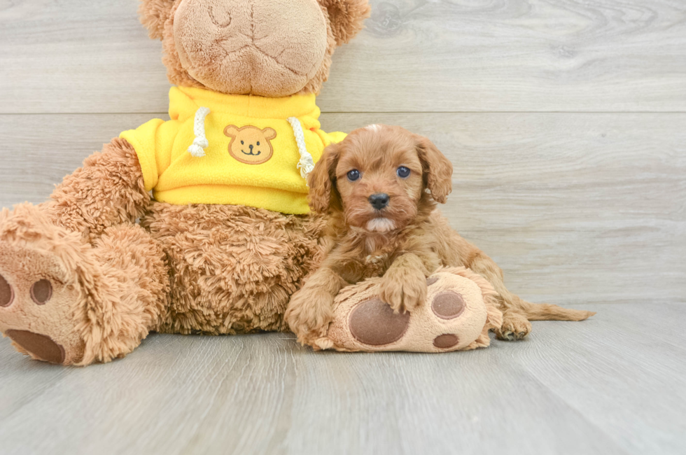 8 week old Cavapoo Puppy For Sale - Pilesgrove Pups