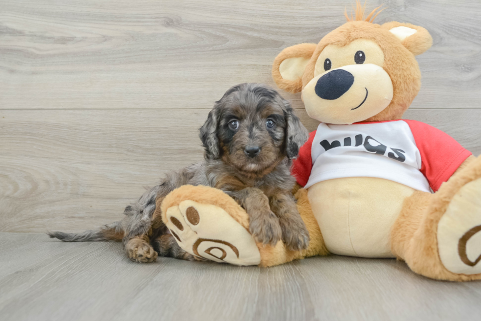 Funny Cavapoo Poodle Mix Pup