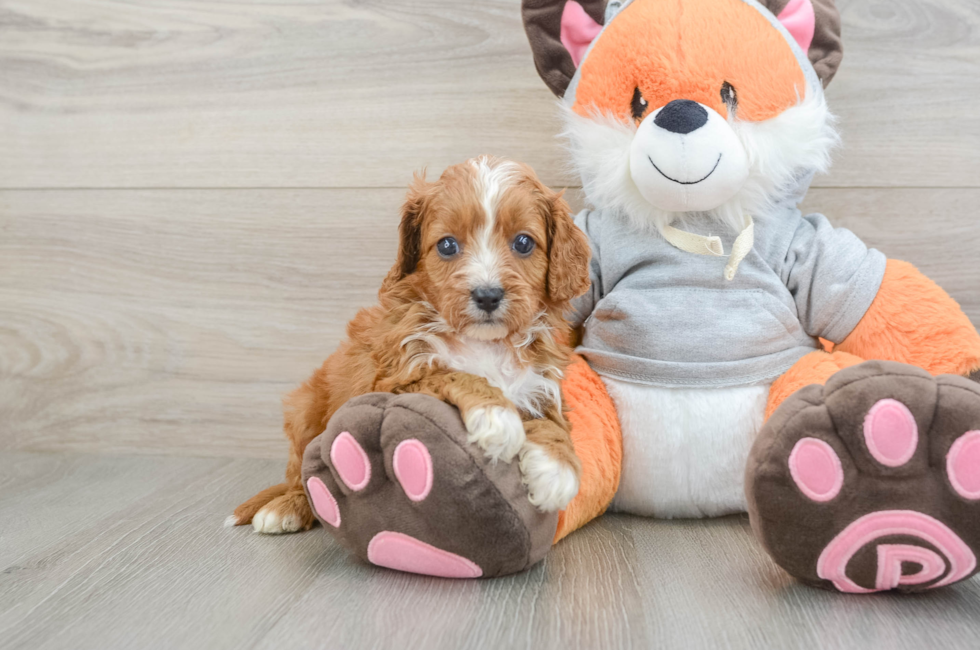 6 week old Cavapoo Puppy For Sale - Pilesgrove Pups