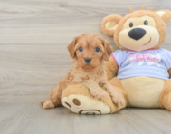 7 week old Cavapoo Puppy For Sale - Pilesgrove Pups