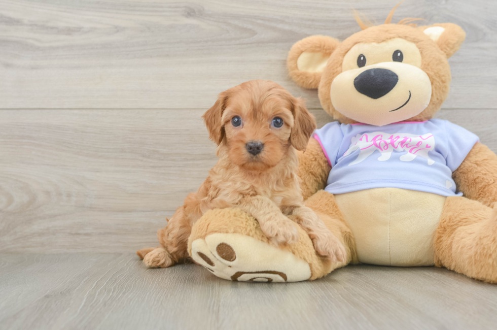 5 week old Cavapoo Puppy For Sale - Pilesgrove Pups