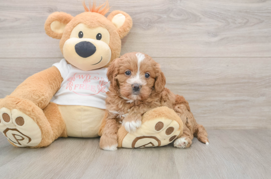 Smart Cavapoo Poodle Mix Pup