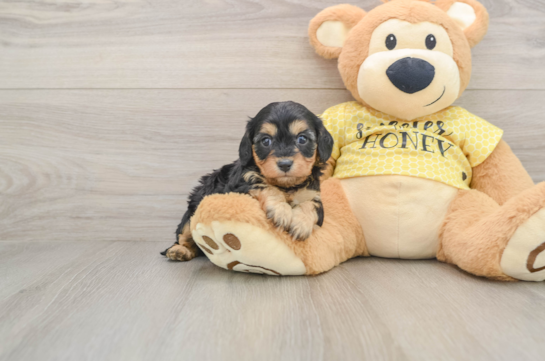 Popular Cavapoo Poodle Mix Pup