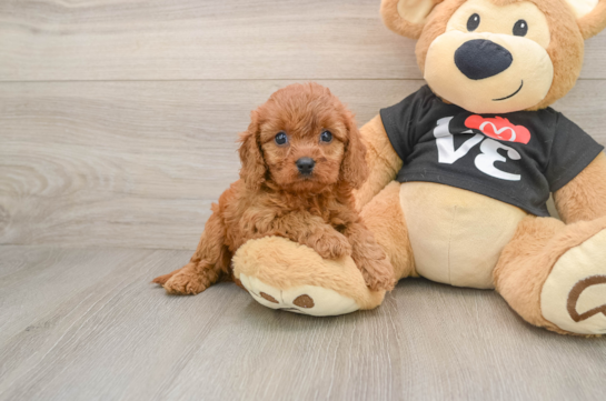 Happy Cavapoo Baby