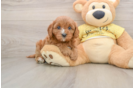 Friendly Cavapoo Baby