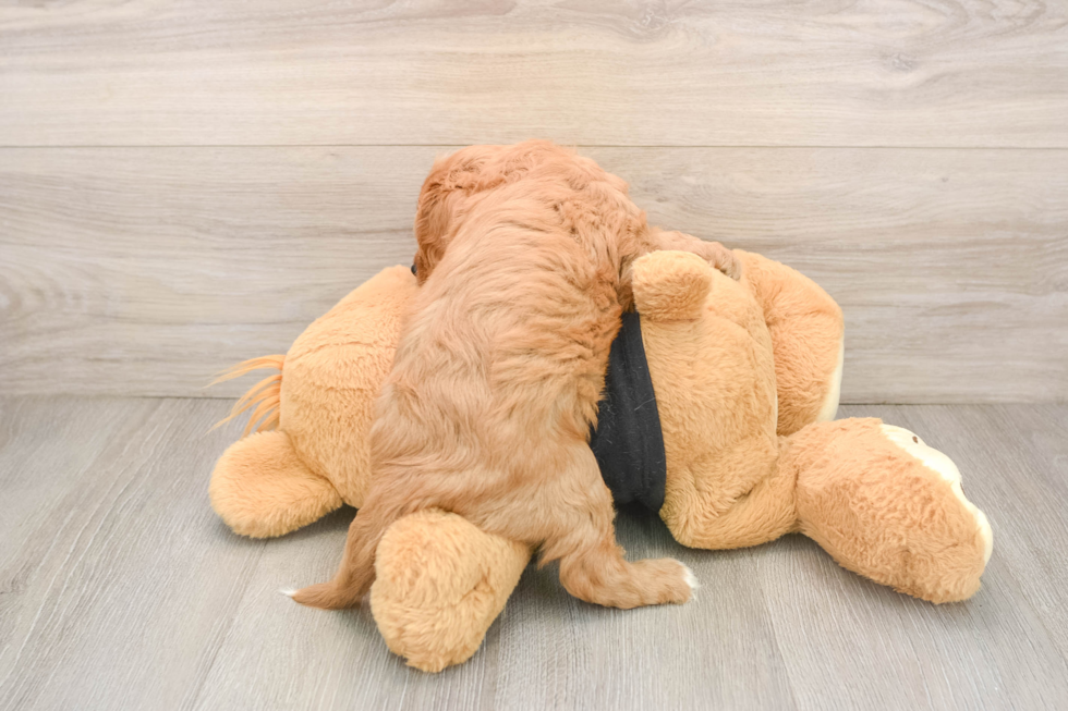 Smart Cavapoo Poodle Mix Pup