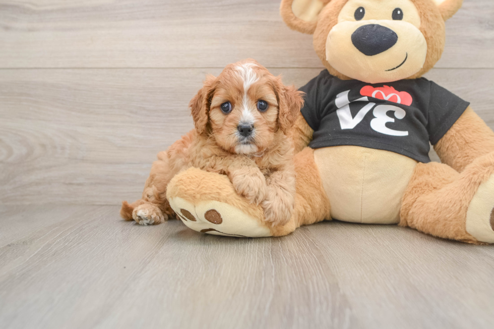 Friendly Cavapoo Baby