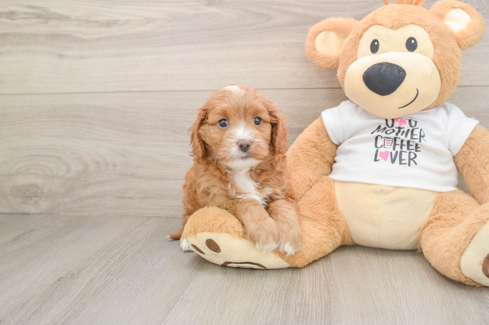 Small Cavapoo Baby