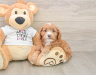 8 week old Cavapoo Puppy For Sale - Pilesgrove Pups