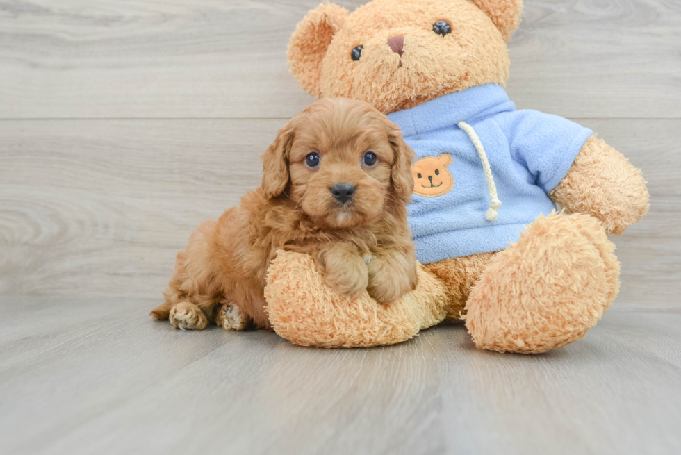 Hypoallergenic Cavadoodle Poodle Mix Puppy