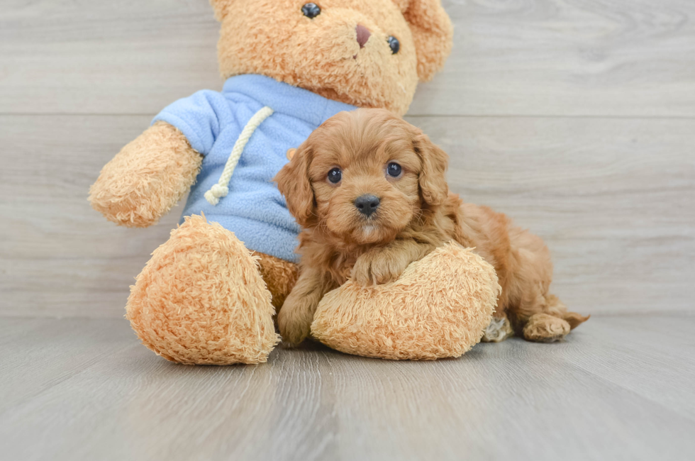 6 week old Cavapoo Puppy For Sale - Pilesgrove Pups