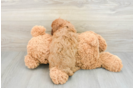 Smart Cavapoo Poodle Mix Pup