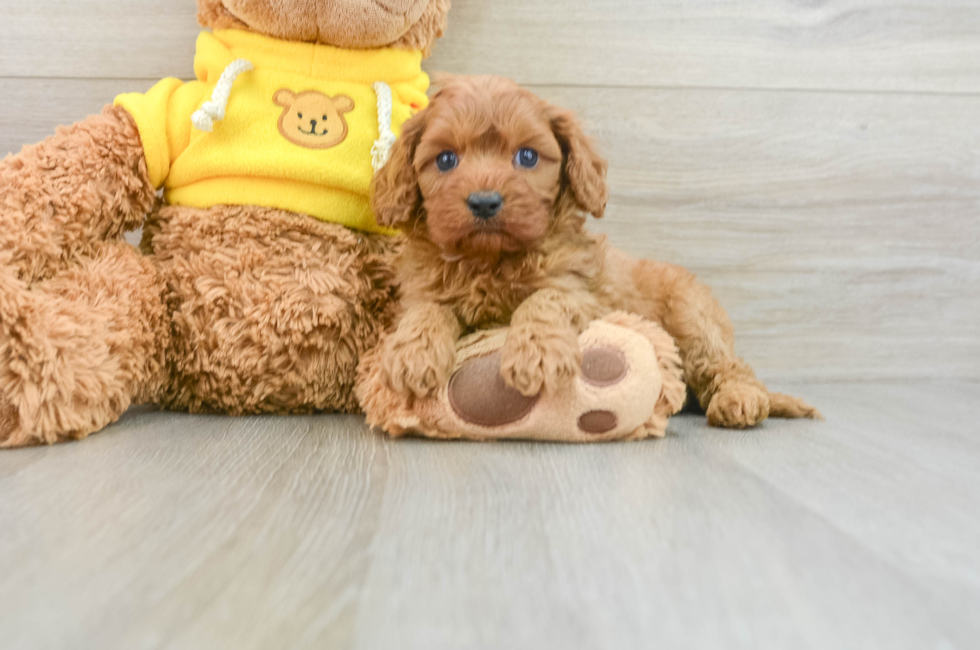 8 week old Cavapoo Puppy For Sale - Pilesgrove Pups