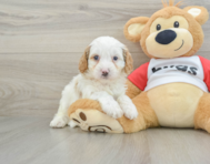 8 week old Cavapoo Puppy For Sale - Pilesgrove Pups