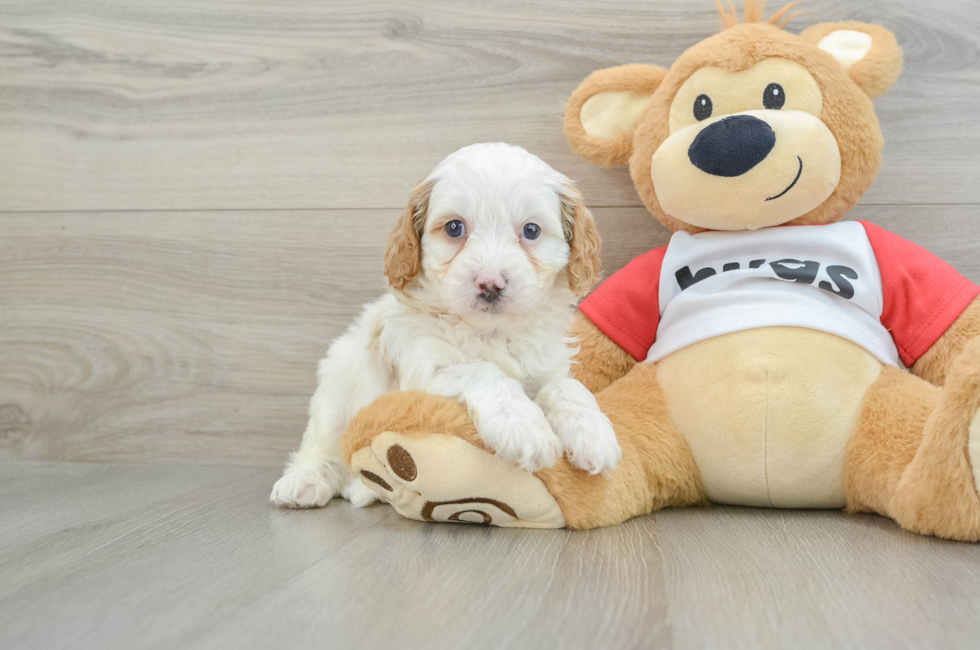 6 week old Cavapoo Puppy For Sale - Pilesgrove Pups