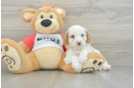 Cavapoo Puppy for Adoption