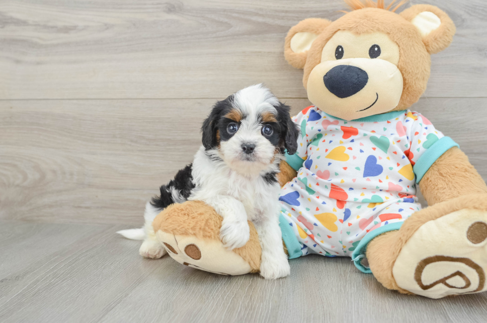 6 week old Cavapoo Puppy For Sale - Pilesgrove Pups