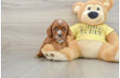 Best Cavapoo Baby