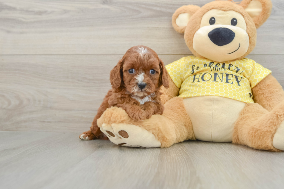 Best Cavapoo Baby