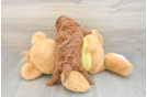 Cavapoo Pup Being Cute