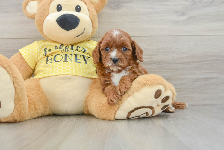Best Cavapoo Baby