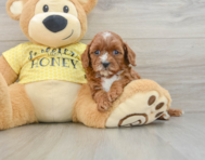 8 week old Cavapoo Puppy For Sale - Pilesgrove Pups