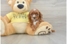 Best Cavapoo Baby
