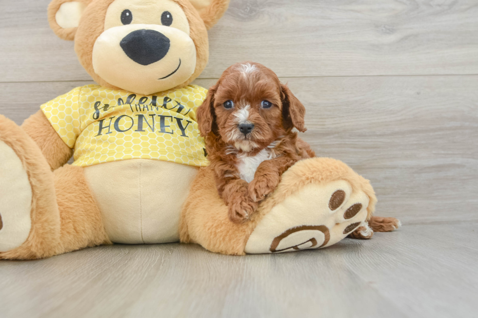 Best Cavapoo Baby