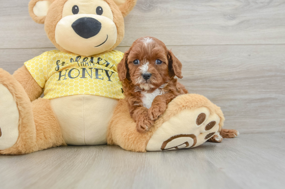 5 week old Cavapoo Puppy For Sale - Pilesgrove Pups