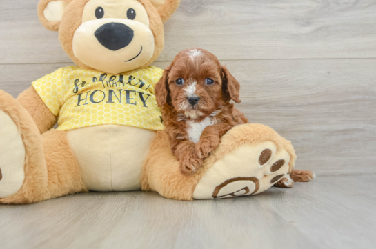 Best Cavapoo Baby