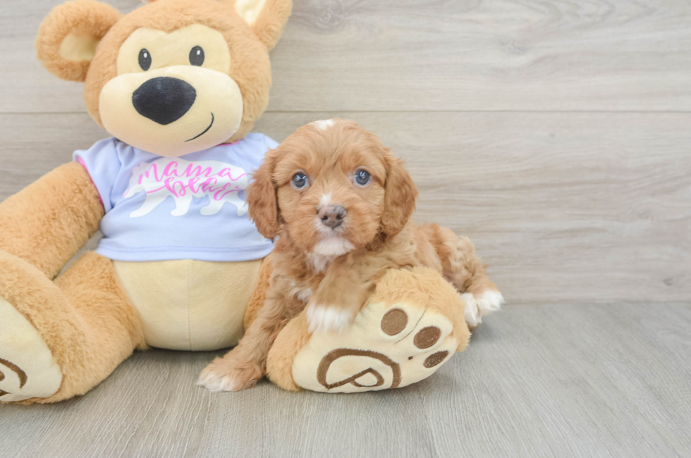 5 week old Cavapoo Puppy For Sale - Pilesgrove Pups