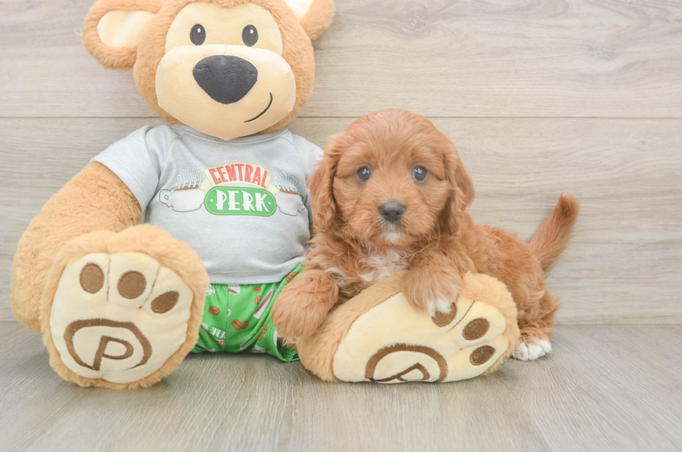 5 week old Cavapoo Puppy For Sale - Pilesgrove Pups