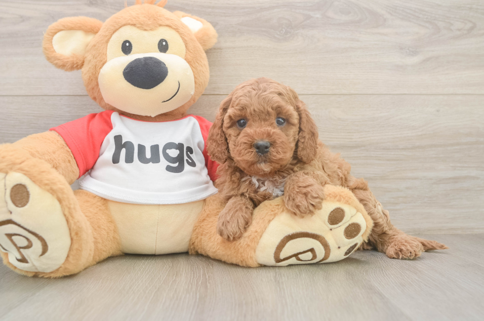 6 week old Cavapoo Puppy For Sale - Pilesgrove Pups