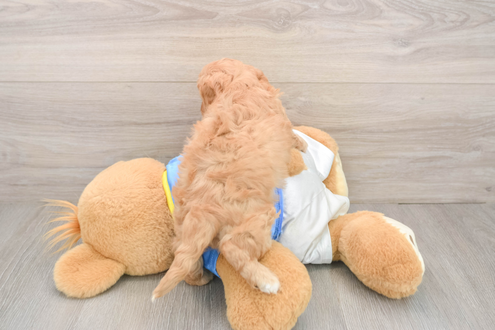 Friendly Cavapoo Baby
