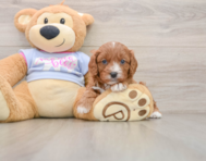 7 week old Cavapoo Puppy For Sale - Pilesgrove Pups