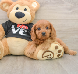 7 week old Cavapoo Puppy For Sale - Pilesgrove Pups