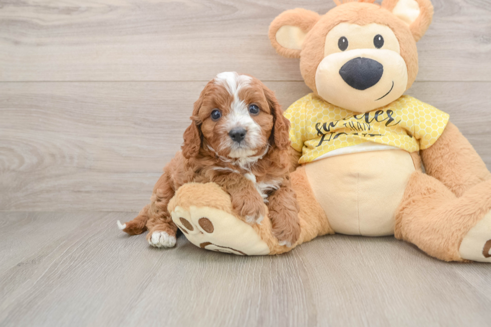 Small Cavapoo Baby