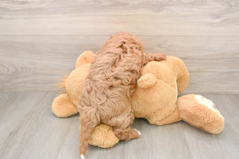 Happy Cavapoo Baby