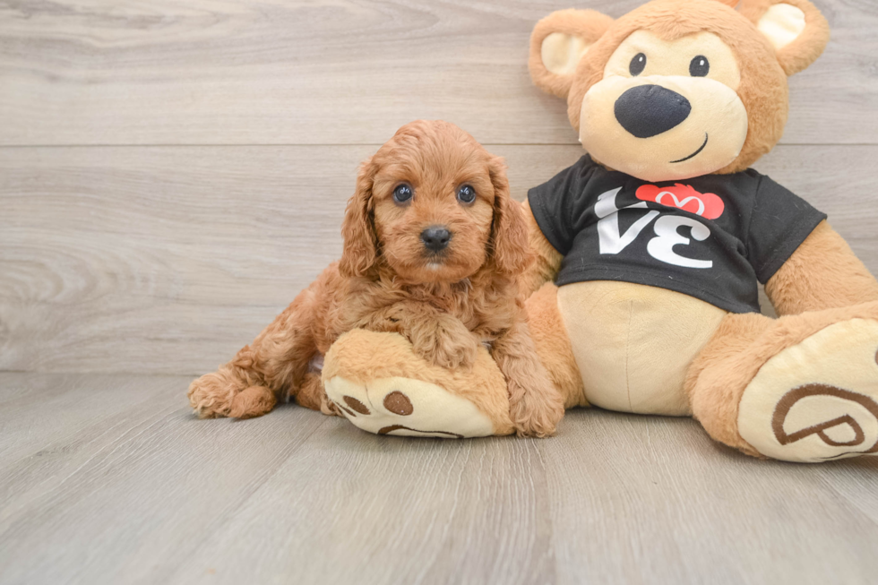 Best Cavapoo Baby