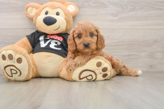Petite Cavapoo Poodle Mix Pup