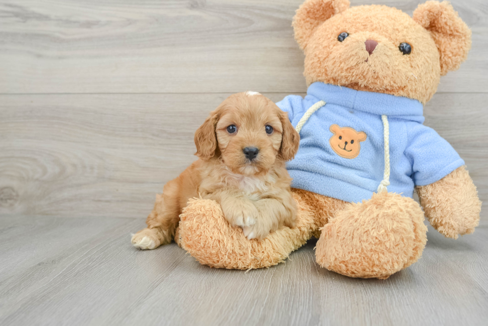 Smart Cavapoo Poodle Mix Pup