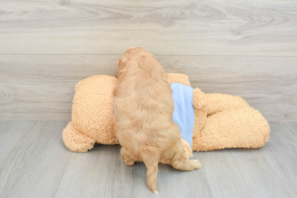 Fluffy Cavapoo Poodle Mix Pup