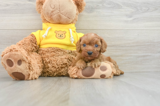 Sweet Cavapoo Baby