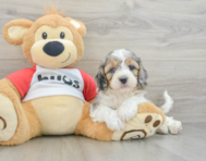 8 week old Cavapoo Puppy For Sale - Pilesgrove Pups