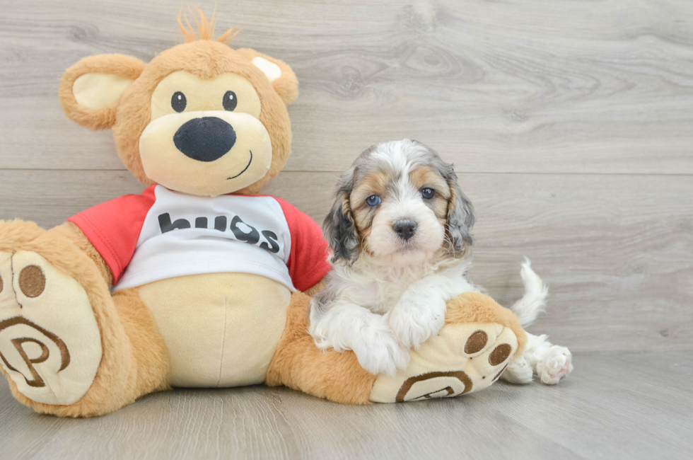 6 week old Cavapoo Puppy For Sale - Pilesgrove Pups