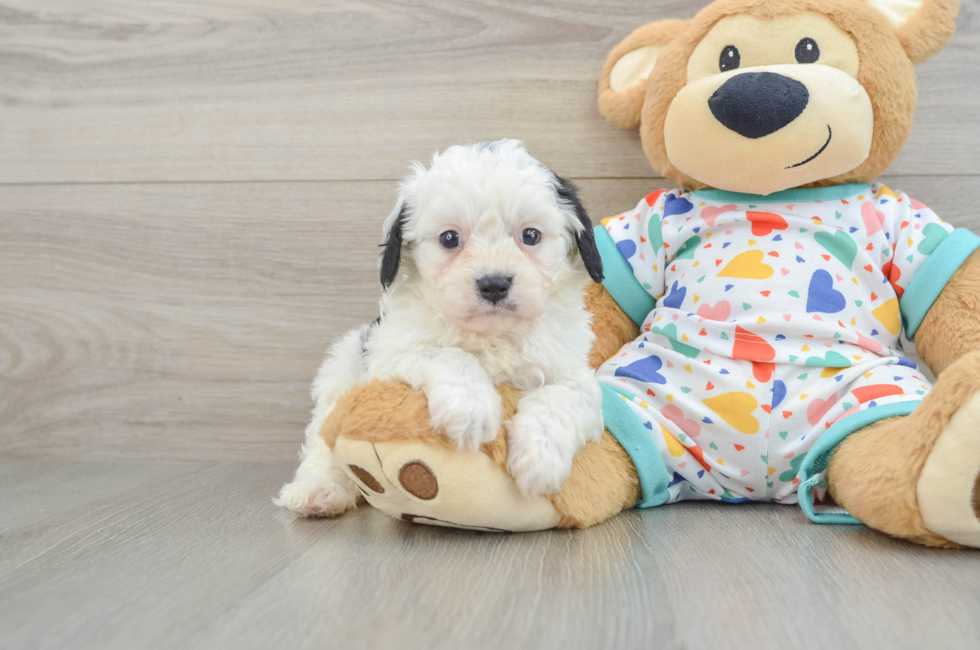 6 week old Cavapoo Puppy For Sale - Pilesgrove Pups